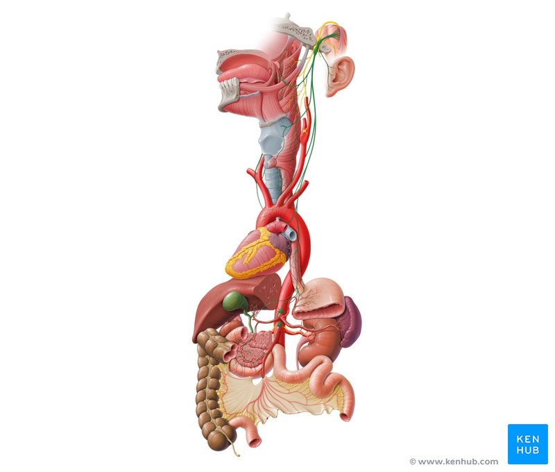 Zdroj: www.kenhub.com